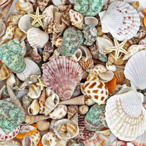 natural decorative seashells