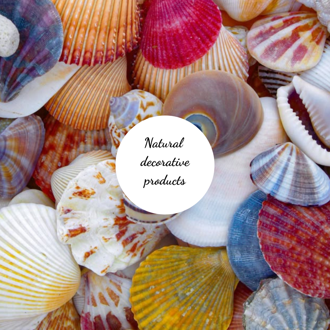 decorative shells