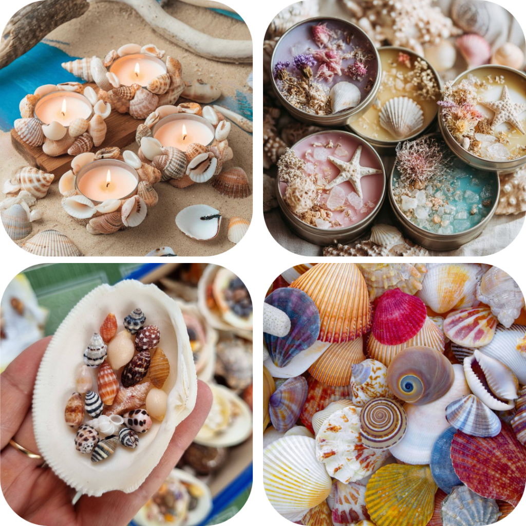 decorative seashells