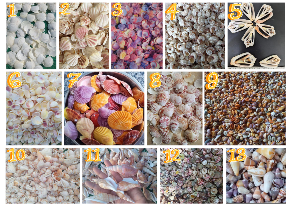 Natural seashells